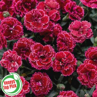 Black Cherry Frost Dianthus Thumbnail